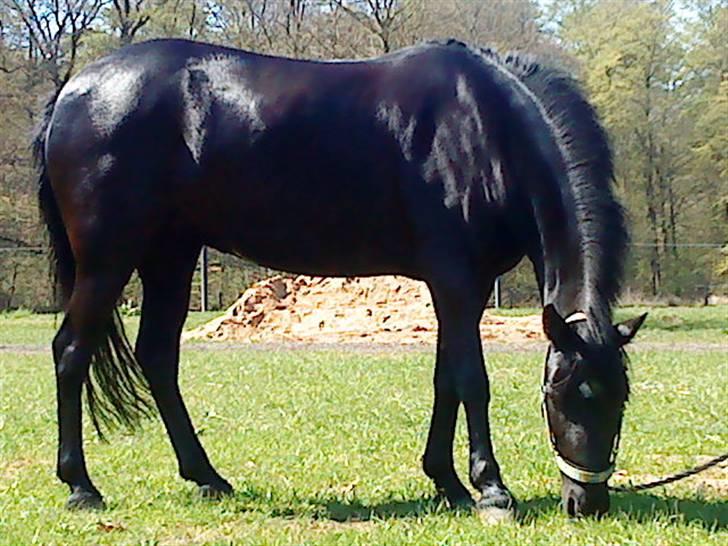 Welsh Pony (sec B) Callunas Keeshia billede 7