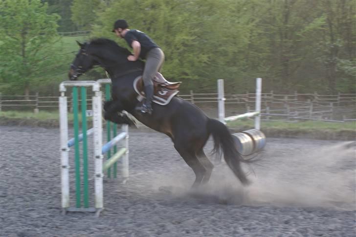 Dansk Varmblod CAPO CRIMINI SOLGT billede 11