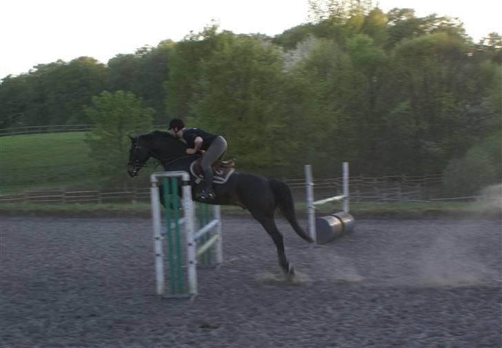 Dansk Varmblod CAPO CRIMINI SOLGT billede 12