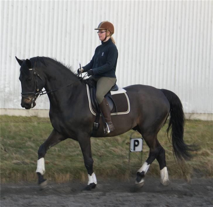 Dansk Varmblod CAPO CRIMINI SOLGT billede 13