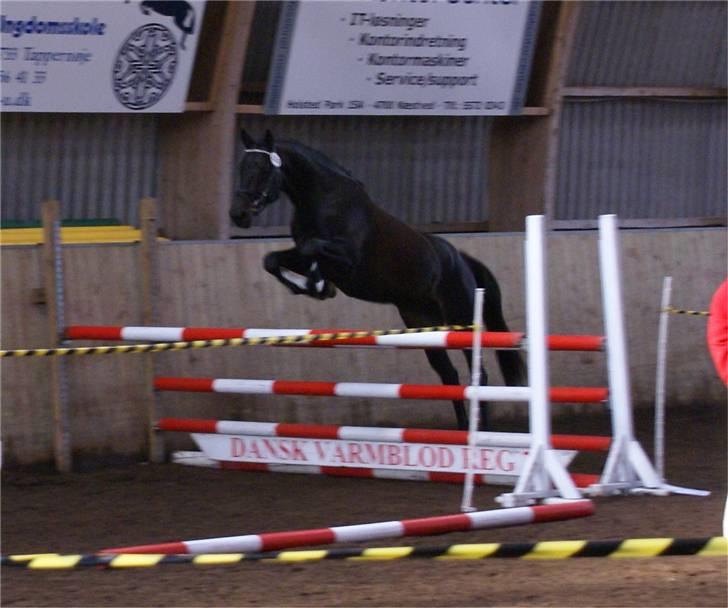 Dansk Varmblod CAPO CRIMINI SOLGT billede 14
