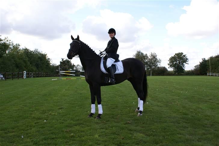 Dansk Varmblod CAPO CRIMINI SOLGT billede 15