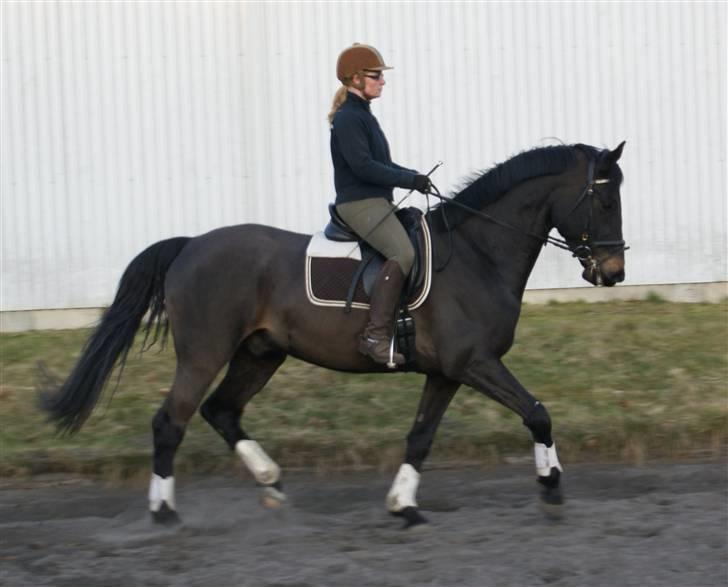 Dansk Varmblod CAPO CRIMINI SOLGT billede 16
