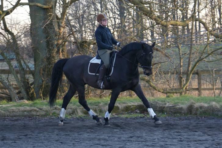 Dansk Varmblod CAPO CRIMINI SOLGT billede 17