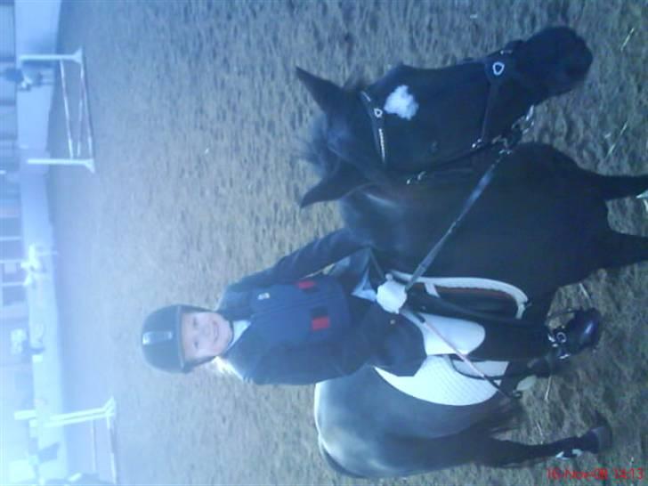 Welsh Pony (sec B) Callunas Keeshia billede 8