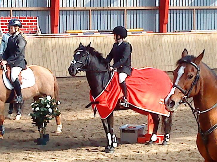Welsh Pony (sec B) Callunas Keeshia billede 9