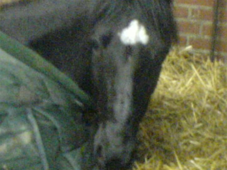 Welsh Pony (sec B) Callunas Keeshia billede 10