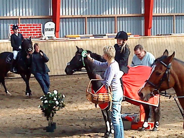 Welsh Pony (sec B) Callunas Keeshia billede 11
