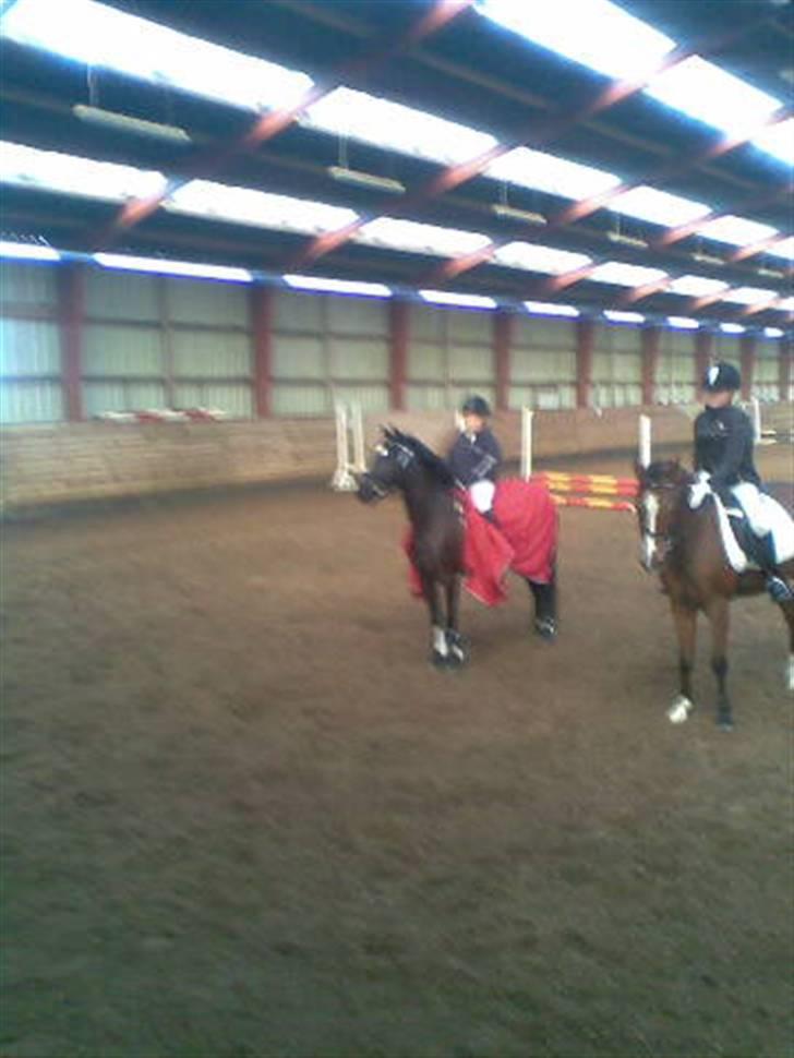 Welsh Pony (sec B) Callunas Keeshia billede 12