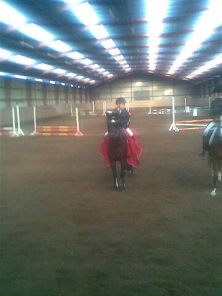 Welsh Pony (sec B) Callunas Keeshia billede 13