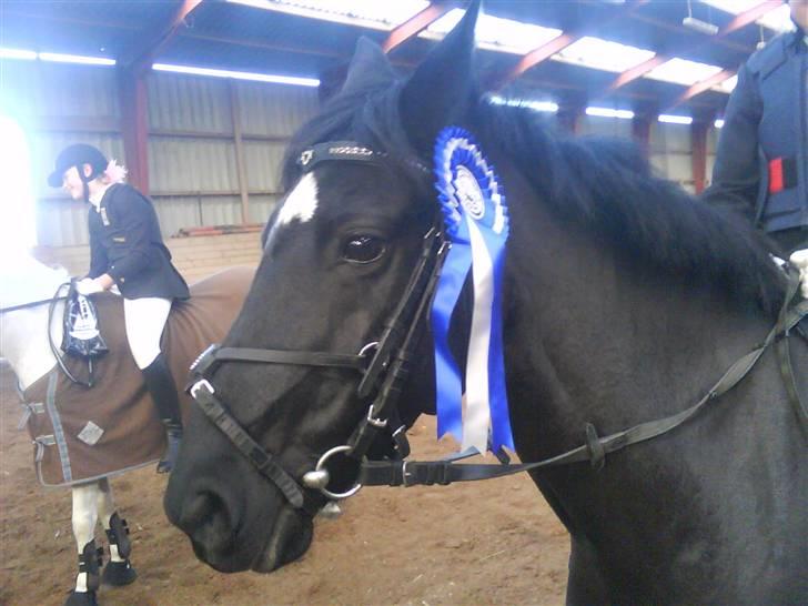 Welsh Pony (sec B) Callunas Keeshia billede 14