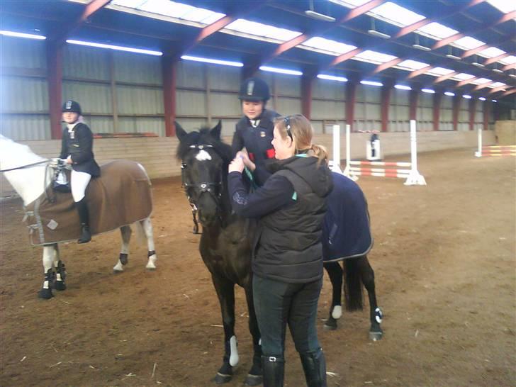 Welsh Pony (sec B) Callunas Keeshia billede 15