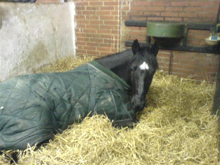 Welsh Pony (sec B) Callunas Keeshia billede 17