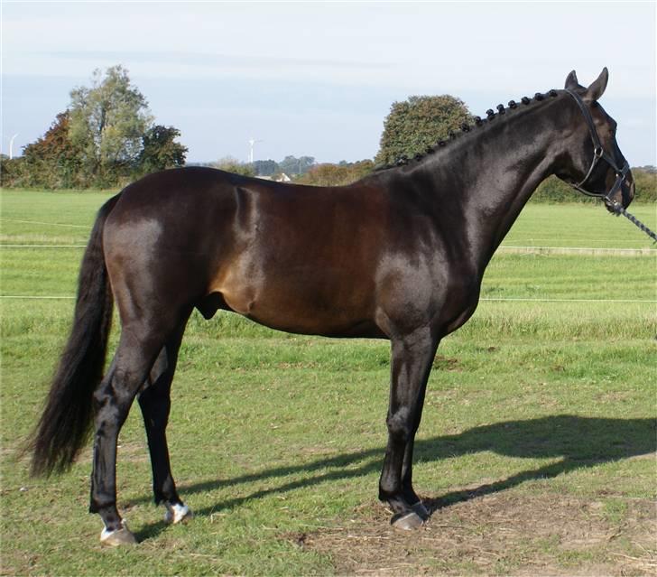 Dansk Varmblod CAPO CRIMINI SOLGT billede 18
