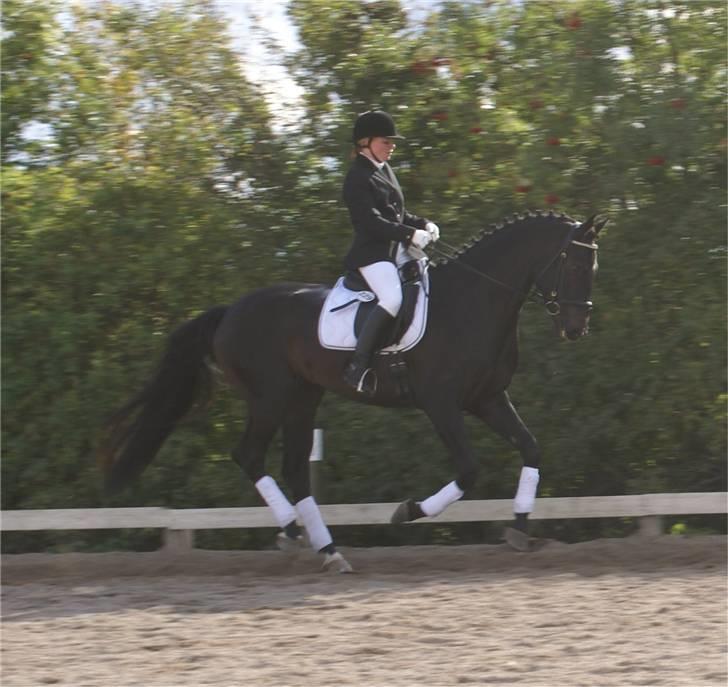 Dansk Varmblod CAPO CRIMINI SOLGT billede 19