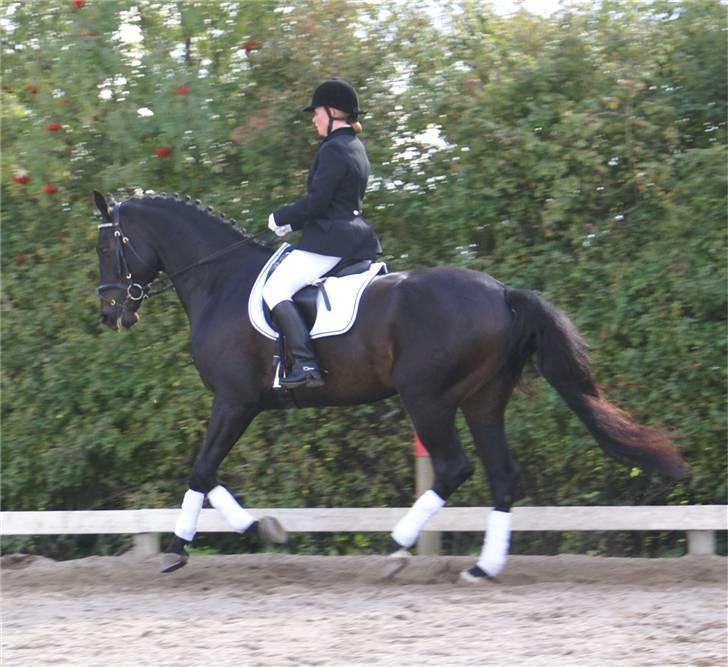 Dansk Varmblod CAPO CRIMINI SOLGT billede 20