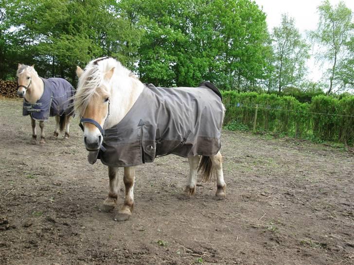 Fjordhest Elvis<3 ( basse) Gl part - basse med dækken på :) billede 11