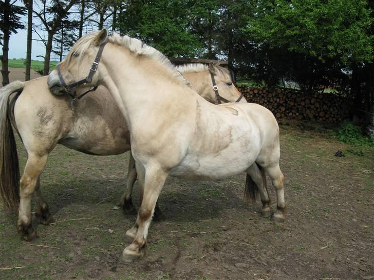 Fjordhest Elvis<3 ( basse) Gl part - NYT strækker lige ud .. billede 12