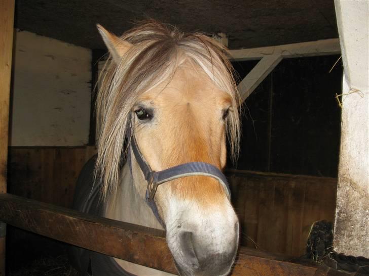 Fjordhest Elvis<3 ( basse) Gl part - er jeg ikk bare lækker ? billede 13