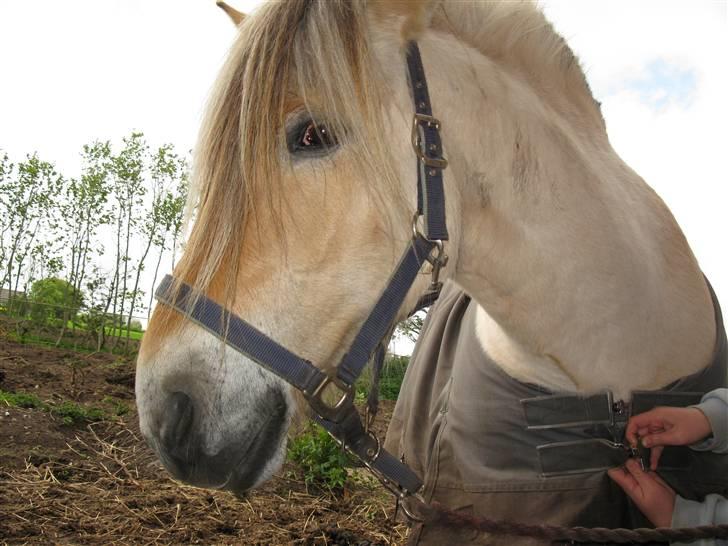 Fjordhest Elvis<3 ( basse) Gl part - smukke  billede 15