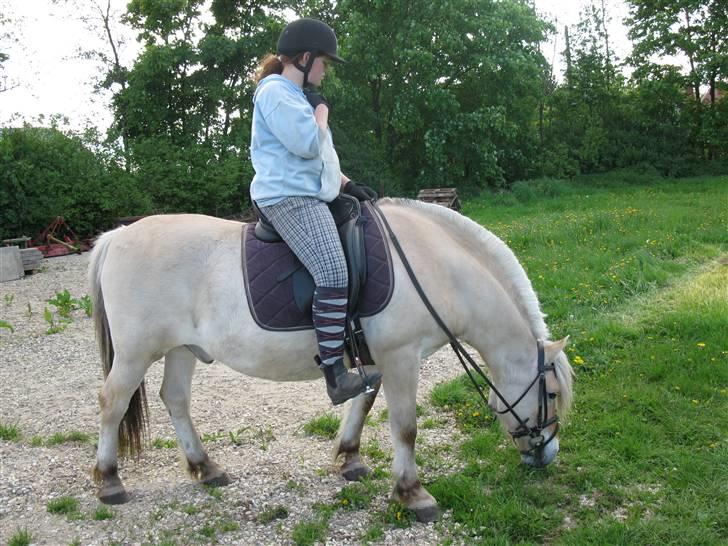 Fjordhest Elvis<3 ( basse) Gl part - NYT oppe og hilse på pigerne:) billede 16