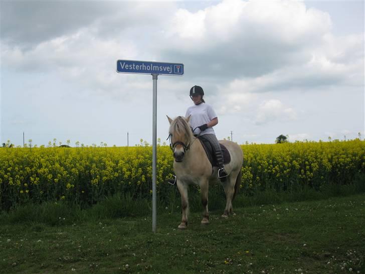 Fjordhest Elvis<3 ( basse) Gl part - NYTmig og smukke<3 billede 17