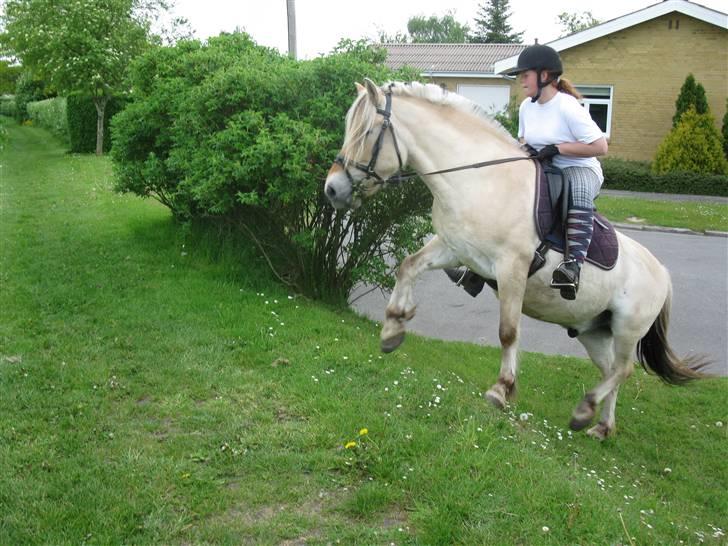 Fjordhest Elvis<3 ( basse) Gl part - NYT traver op af bakken:) skøre hyp.. billede 18