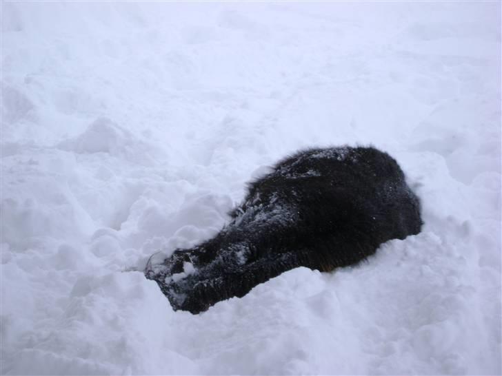 Shetlænder Skovvangens Mischa billede 17