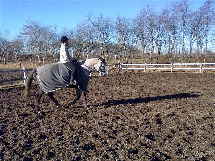 Trakehner Betania af Gadebjerggaard R.I.P - Hun blev tilredet i sommeres, og her har hun mig på ryggen efter ½ år pause. Og hun bukker bare nakken som om hun ingen pause har haft. Hun er bare en fin hest :) billede 18