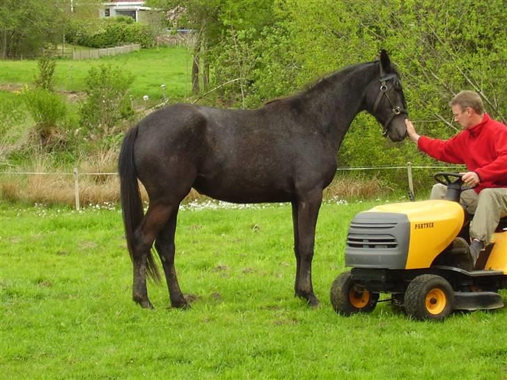 Trakehner Betania af Gadebjerggaard R.I.P - Jeg er bare ikke bange for noget billede 3