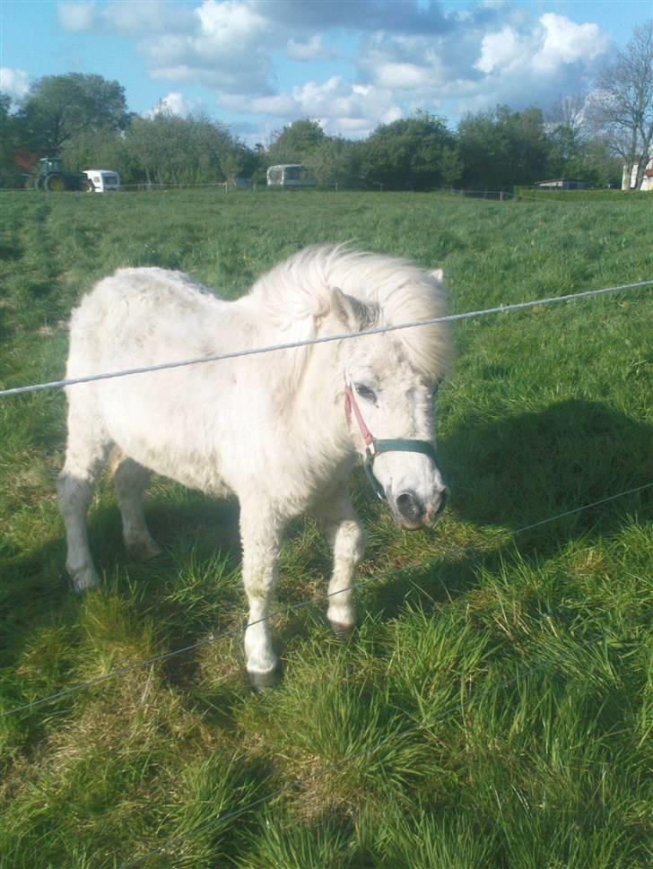 Shetlænder Wisty R.I.P Himmelhest billede 13