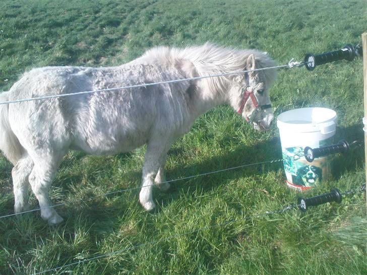 Shetlænder Wisty R.I.P Himmelhest billede 14