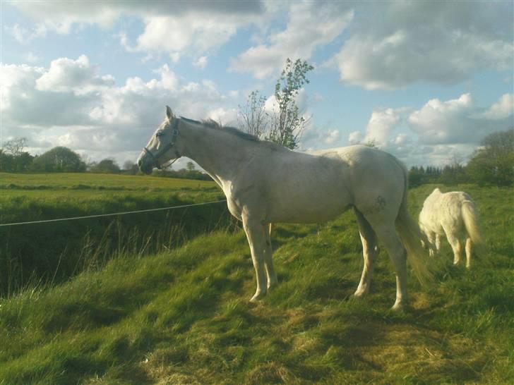Trakehner Galico R.I.P Himmelhest billede 17