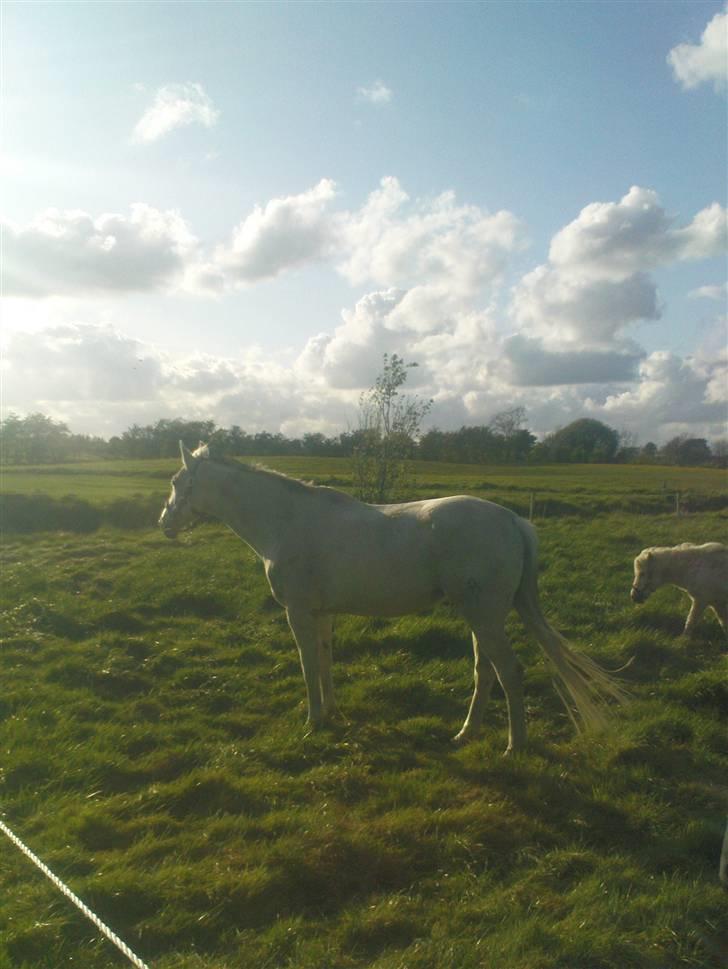 Trakehner Galico R.I.P Himmelhest billede 18