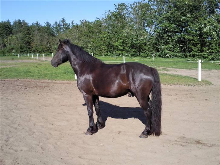 Anden særlig race Kashmir Solgt - smukke Kashmir :-) billede 2