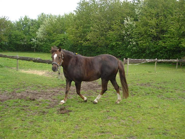 Welsh Pony (sec B) Starla af Ferslev - <3 billede 2