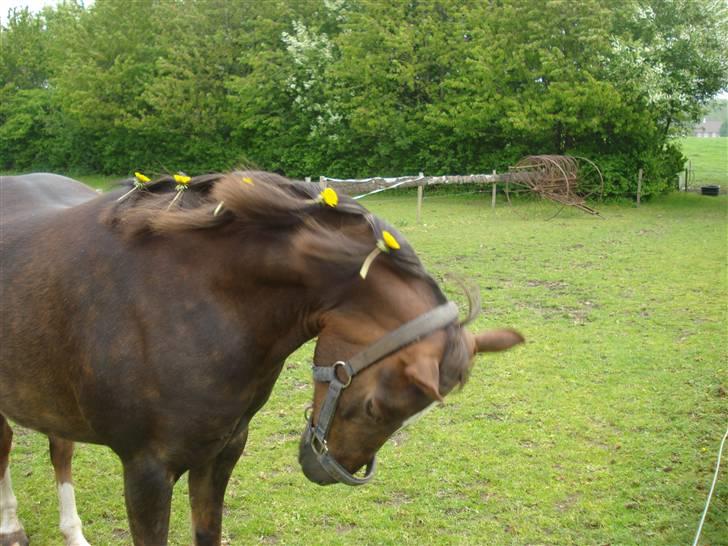 Welsh Pony (sec B) Starla af Ferslev - Søde pony <3 billede 3