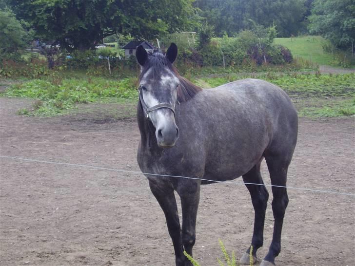 Trakehner Betania af Gadebjerggaard R.I.P billede 4