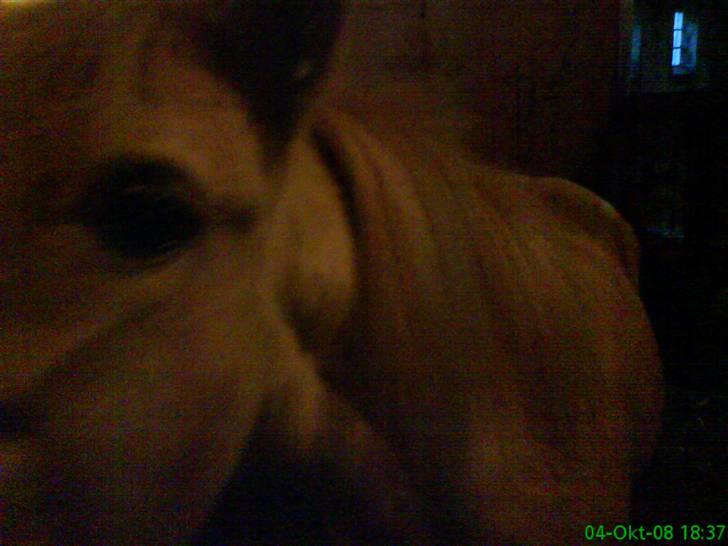 Anden særlig race Debbie - 12) Nurh hun vil æde min mobil? :P. billede 12