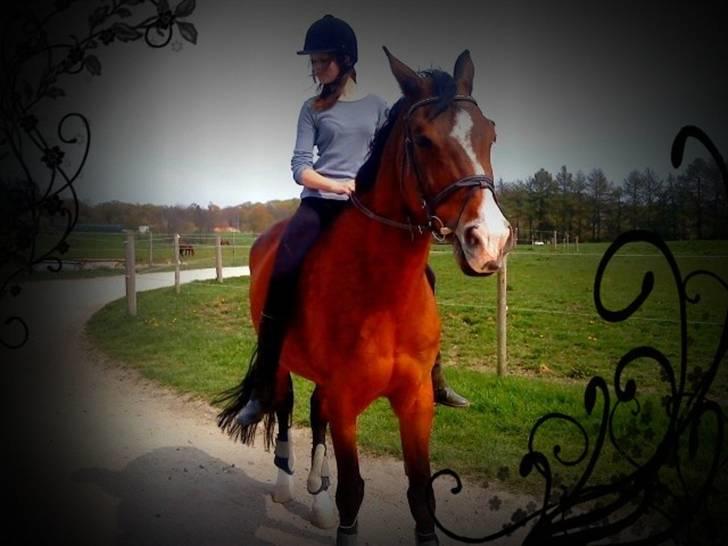 Hollandsk Varmblod Macho - Velkommen til Machos profil :D billede 1