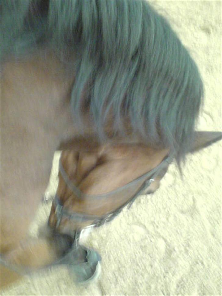 Hollandsk Varmblod Macho billede 3
