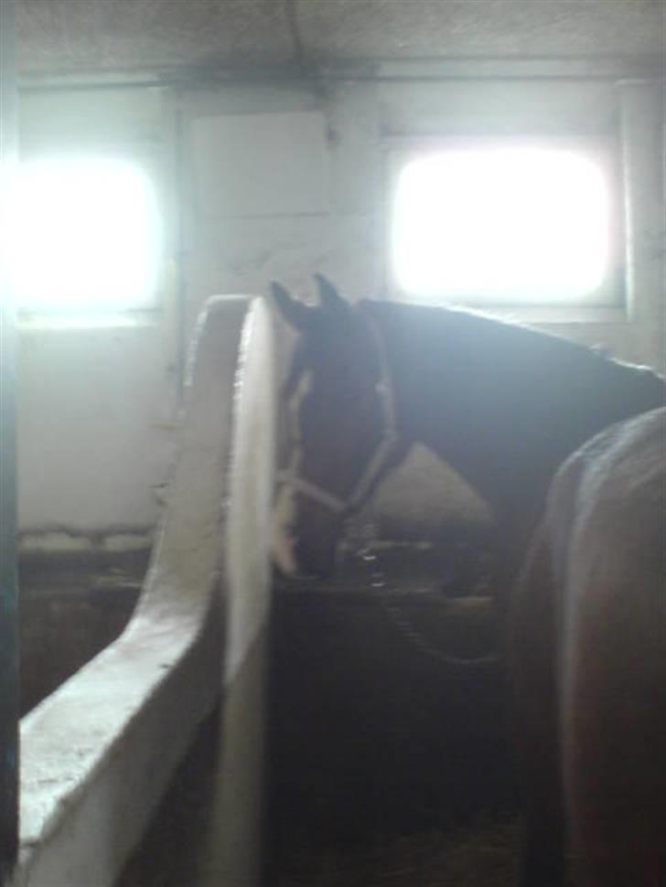 Hollandsk Varmblod Macho billede 9