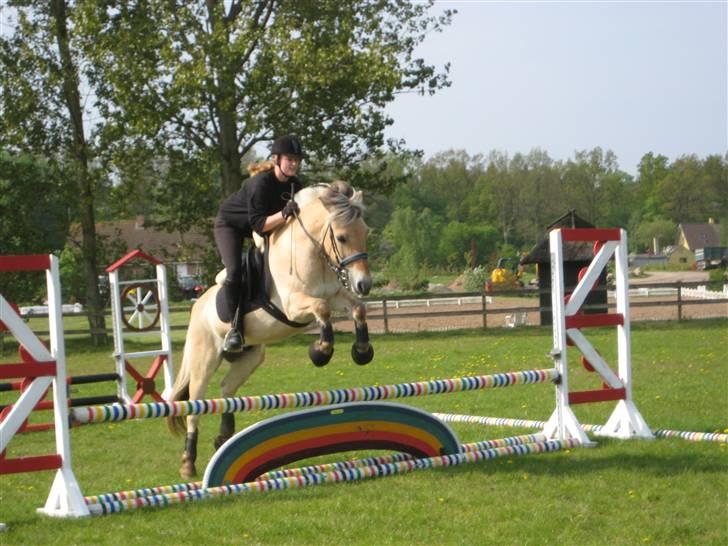 Fjordhest Strædesgaardens Max Motor - Julie som rytter billede 10