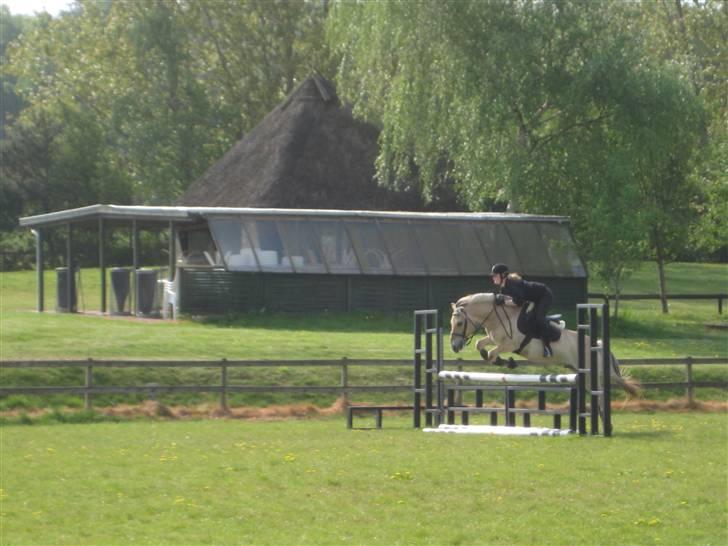 Fjordhest Strædesgaardens Max Motor - Julie som rytter billede 11