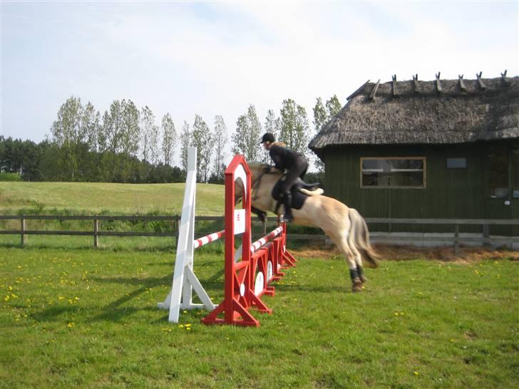 Fjordhest Strædesgaardens Max Motor - Julie som rytter billede 12