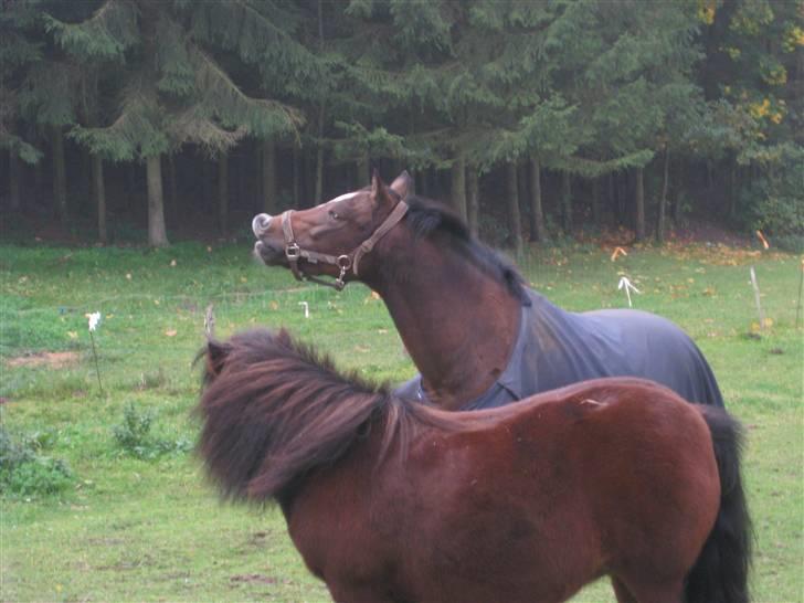 New Forest Veerdonk's Oliver - Det dufter godt af vinter :D billede 6