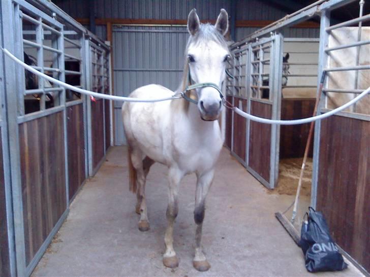 Arabisk fuldblod (OX) Emira Azizah ox ¤Solgt¤ billede 6