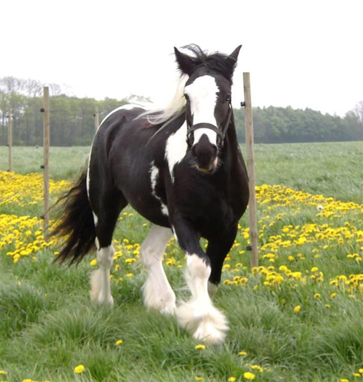 Tinker Noel  billede 14