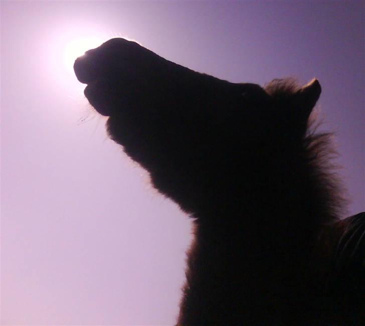 Anden særlig race Lundgaards Jolly Jumper - Foto: Dorte Jensen/Grønvang billede 2