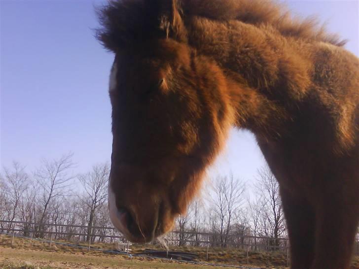 Anden særlig race Lundgaards Jolly Jumper - Foto: Dorte Jensen/Grønvang billede 3